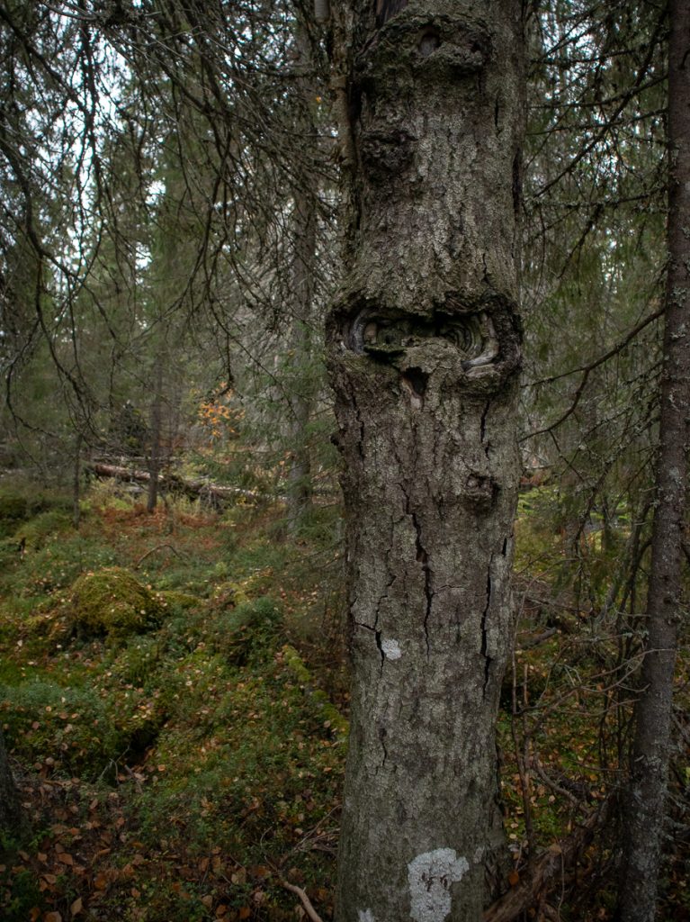 Pöllön näköinen muodostelma puussa.